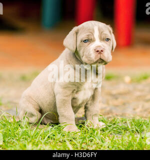 Portrait de chiot femelle Mastiff napolitain assis Banque D'Images