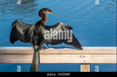 Anhinga sécher ses ailes sur un quai en Floride. Banque D'Images