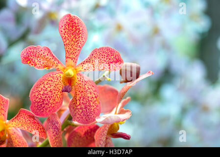 Orchidée orange Banque D'Images