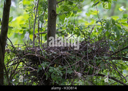 Fauve / Sperber ( Accipiter nisus ), les femmes adultes, l'élevage, assis dans son nid dans un arbre à feuilles caduques. Banque D'Images