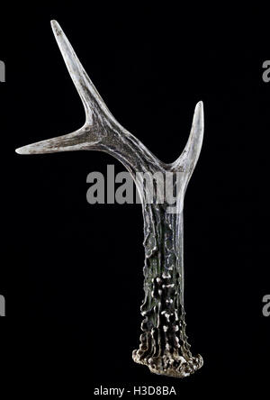 Roe deer antler sur fond noir Banque D'Images