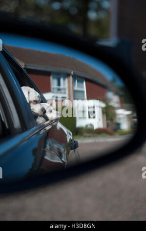 En tenant les chiens dans la voiture et de prendre une photo à travers le rétroviseur de la petits chiens à out Banque D'Images