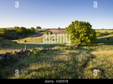 Beau paysage pastoral dans les collines de Brosarp (Brösarps backar), Osterlen / Scania, Skane, Sweden. Banque D'Images