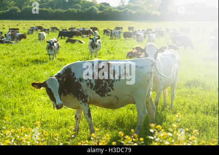 Un troupeau de vaches qui paissent dans un champ. Banque D'Images
