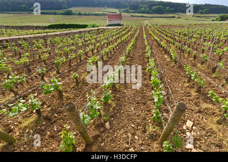 Vieille récolte rustique cabane refuge Domaine Pierre Pointe Damoy en Clos de Vougeot vineyard, Gevrey-Chambertin, Bourgogne Côte d'Or, France. Banque D'Images