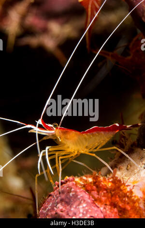 Photo sous-marine de crevettes (Lysmata amboinensis Nettoyant) Banque D'Images