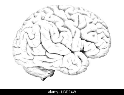 Illustration du cerveau humain Banque D'Images