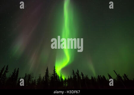 Feu vert en forme de feu - northern lights s'élevant au-dessus de la forêt boréale. Banque D'Images