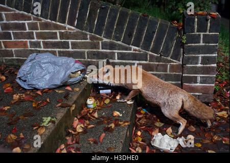 Le renard roux, l'Urbain (Vulpes vulpes), les recherches de nuit par sac poubelle pour déchets alimentaires dans un jardin de devant à Londres, Royaume-Uni Banque D'Images