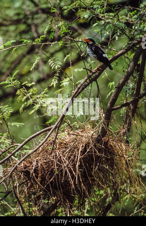 Pied, Myna(Sturnus contra ou Gracupica contra),perché à côté de son nid, le parc national de Keoladeo Ghana, Inde Banque D'Images