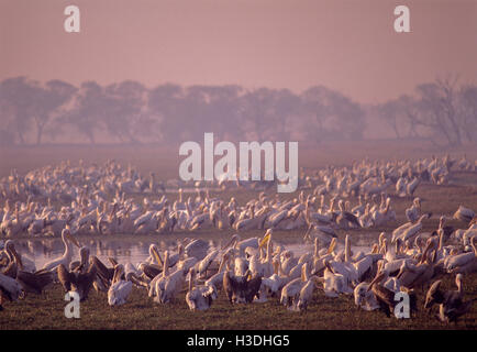 Great White Pelican, (Pelacanus onocrotalus), Flock se lissant tôt le matin dans le parc national de Keoladeo Ghana,Rajasthan, Inde Banque D'Images