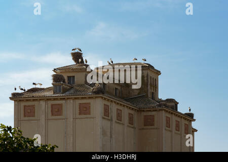 Les nids de cigognes sur Ejea de los Caballeros, Zaragoza, Aragon, Espagne, Europe. Banque D'Images