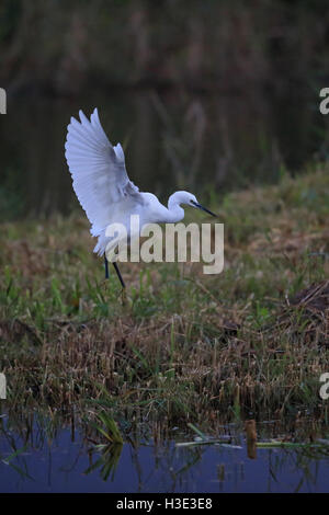 Aigrette garzette (Egretta garzetta) Banque D'Images