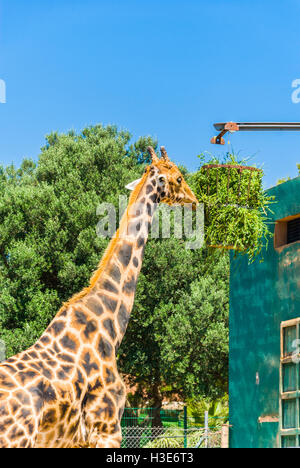 Les girafes, Safari Park - Majorque Banque D'Images