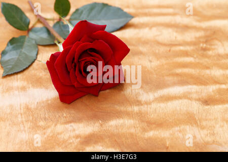 Une rose rouge en fleurs sur fond de bois Banque D'Images