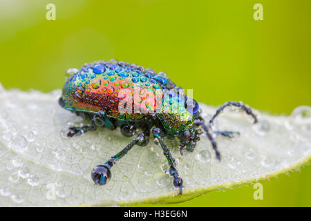 L'apocyn (Chrysochus auratus) couverte de rosée matinale. Ce coléoptère est trouvé dans tout l'Est de l'Amérique du Nord. Banque D'Images