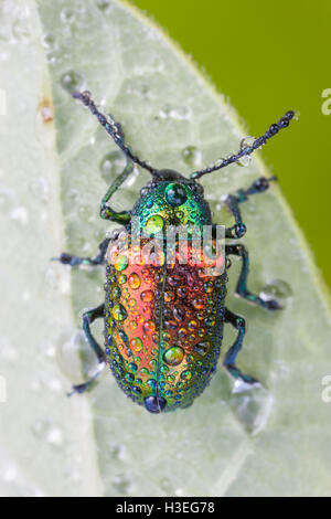 L'apocyn (Chrysochus auratus) couverte de rosée matinale. Ce coléoptère est trouvé dans tout l'Est de l'Amérique du Nord. Banque D'Images