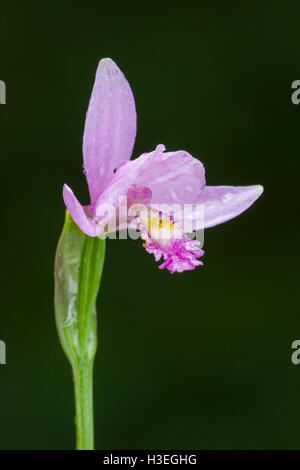 Pogonia ophioglossoides Pogonia (Rose) également connu sous le nom de l'orchidée fleurit en Snakemouth les bogs, les fens et pine flatwoods. Banque D'Images