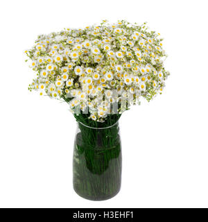 Bouquet de marguerites sauvages dans un vase de verre. Plus isolé sur fond blanc. champ de marguerites dans la banque. Banque D'Images