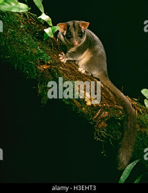 Leadbeater (Gymnobelideus leadbeateri), dans la nuit, les espèces en voie de disparition. Central Highlands, Victoria, Australie Banque D'Images