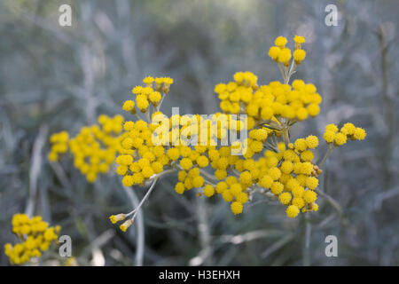 Helichrysum italicum fleurs. Banque D'Images