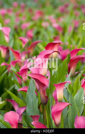 Zantedeschia 'Chiot' fleurs. Banque D'Images