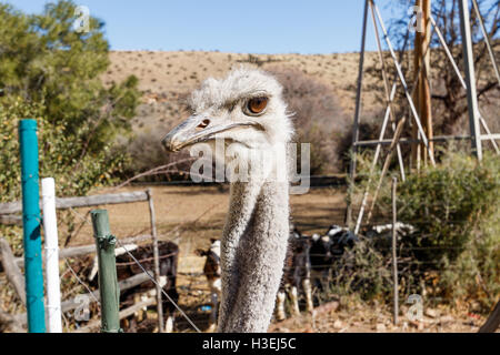 Derrière une fience d'autruche dans une ferme de Graaff-Reinet. Banque D'Images