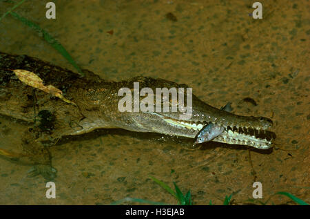 Freshwater crocodile (Crocodylus johnstonii), avec des poissons dans les mâchoires. Territoire du Nord, Australie Banque D'Images