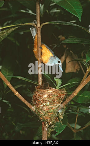 Monarque à face noire (Monarcha melanopsis), au nid avec un poussin. Gamme de Kuranda, le nord du Queensland, Australie Banque D'Images
