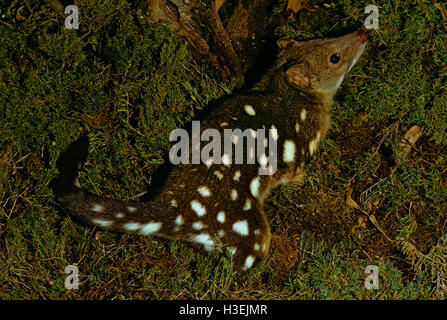 Le cerf tacheté quoll (dasyurus maculatus), Tasmanie, Australie Banque D'Images