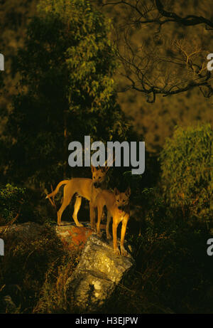 Dingos (canis dingo), six mois petits au boulder. Victoria, Australie Banque D'Images