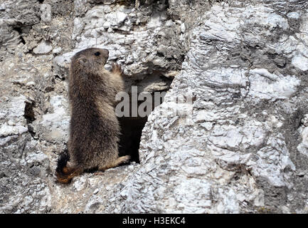 Les jeunes de la marmotte alpine (Marmota marmota) debout devant son trou dans un rocher Banque D'Images
