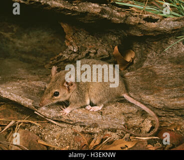 Antechinus bellus fauve), dans la nuit. haut de la fin, dans le territoire du Nord, Australie Banque D'Images