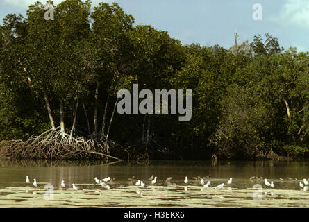 Enracinée,, des mangroves (Rhizophora stylosa), et d'échassiers. terre d'Arnhem, littoral, territoire du Nord, Australie Banque D'Images