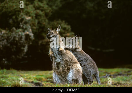 Bennett's wallaby macropus rufogriseus rufogriseus) (et les jeunes. Cradle Mountain - Lake St Clair National Park, Tasmanie, Australie Banque D'Images