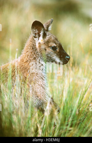 Bennett's wallaby macropus rufogriseus rufogriseus (), dans l'herbe. Cradle Mountain - Lake St Clair National Park, Tasmanie, Australie Banque D'Images