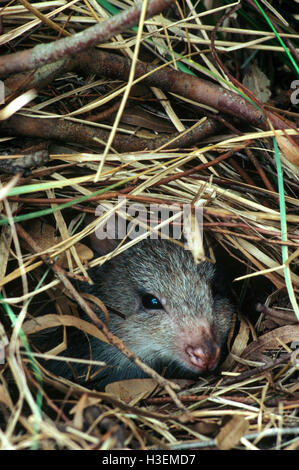 Le bettong creusant (aepyprymnus rufescens), dans l'un de ses deux ou trois nids tissés à partir d'herbe. centre du Queensland, Australie Banque D'Images