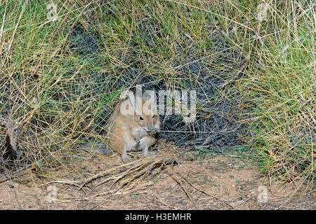 Le bec-de-lièvre wallaby ou mala (hirsutus wallaby), dans le désert de Tanami. spinifex, territoire du Nord, Australie Banque D'Images