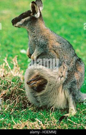 Brosse de l'Ouest (Macropus irma), et de grandes joey en poche. Le sud-ouest de l'Australie Occidentale Banque D'Images