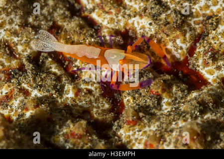 Photo sous-marine de l'empereur la crevette sur le concombre de mer Banque D'Images