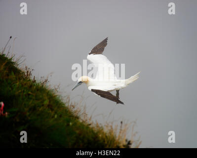 Une belle Gannett qui sortent d'une frette de la mer à Bempton Cliffs North Yorkshire Angleterre Royaume-Uni UK Banque D'Images