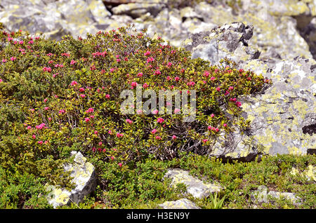 Fleur Rhododendron ferrugineum Alpenrose () près de La Plagne en France. Banque D'Images