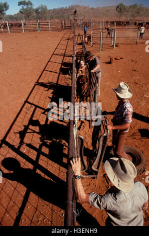 Le rassemblement au cours de la saison sèche, avec les éleveurs de veaux au berceau de marque. devonport cattle station, Queensland, Australie Banque D'Images