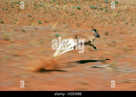 Kangourou rouge (Macropus rufus), l'exécution très rapide. l'ouest de la Nouvelle-Galles du Sud, Australie Banque D'Images