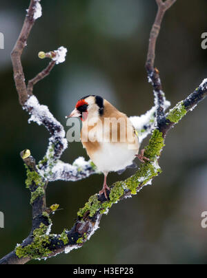 Chardonneret, Carduelis carduelis, sur une branche couverte de neige en hiver Banque D'Images