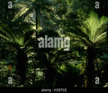 Les fougères arborescentes dans la fraîche forêt tropicale. tarra bulga-parc national, strzelecki ranges, South Gippsland, Victoria, Australie Banque D'Images