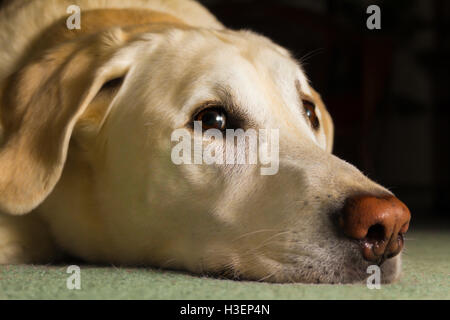 Fatigué, mais un sympathique labrador jaune, prêt pour une sieste, salons sur le sol et attend patiemment sa chance de faire une sieste. Banque D'Images