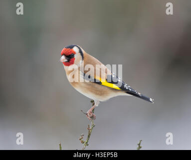 Chardonneret, Carduelis carduelis, sur une branche en hiver Banque D'Images