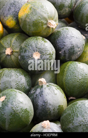 Cucurbita, Blue Hubbard Pumpkins Banque D'Images