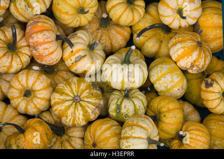 Cucurbita, Carnival Pumpkins Banque D'Images